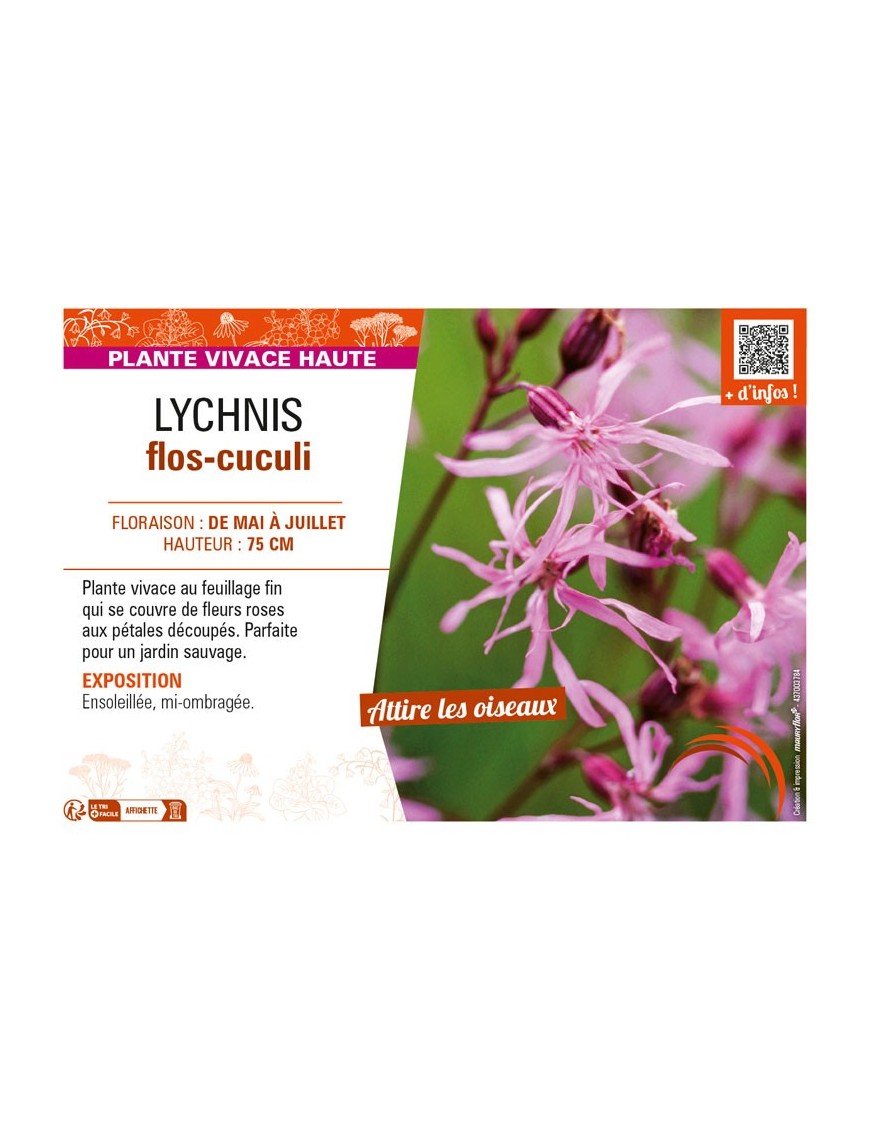 LYCHNIS flos-cuculi