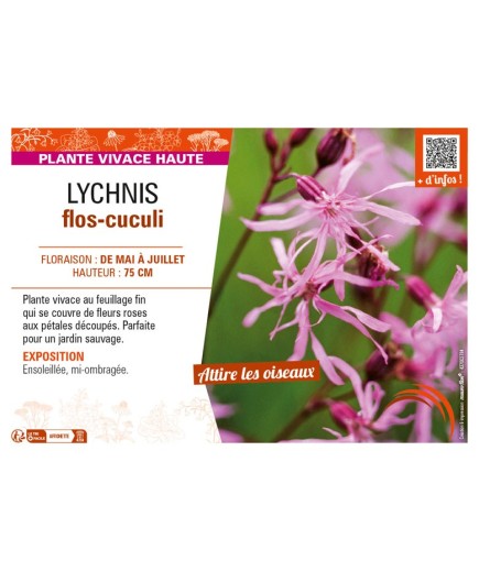 LYCHNIS flos-cuculi