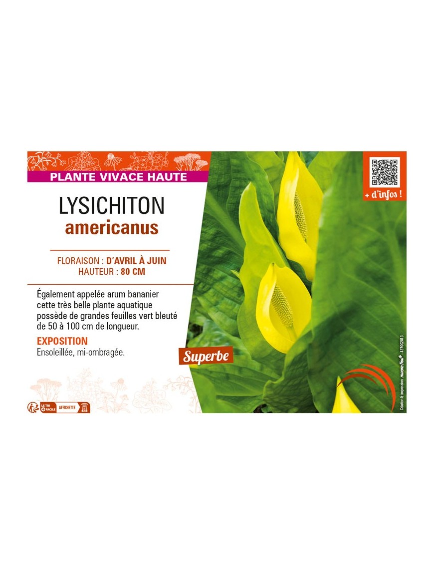 LYSICHITON AMERICANUS