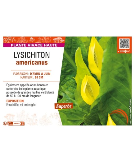 LYSICHITON AMERICANUS