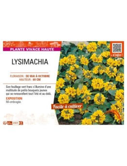 LYSIMACHIA