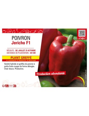 POIVRON JERICHO F1 plant greffé