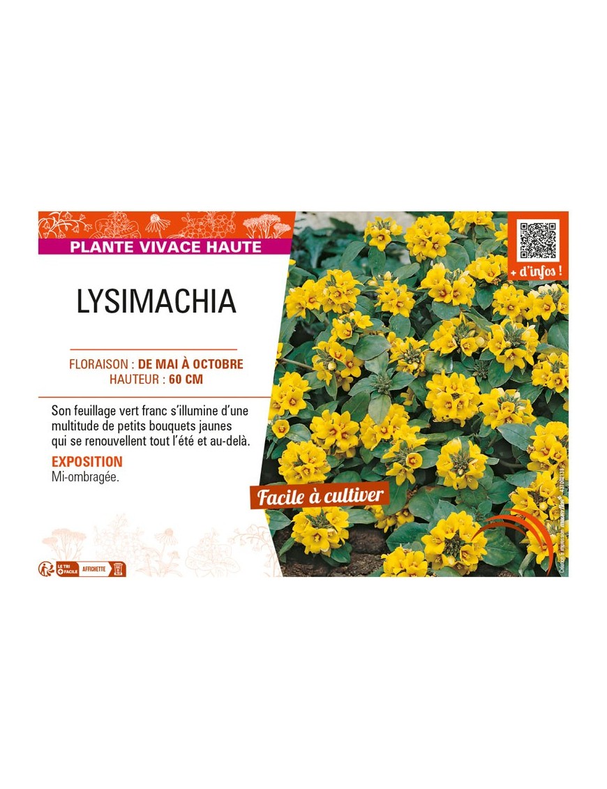 LYSIMACHIA