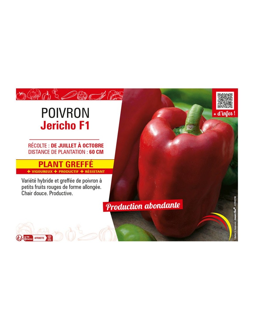 POIVRON JERICHO F1 plant greffé