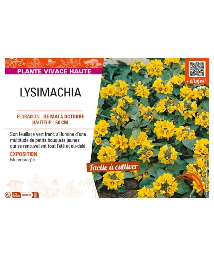 LYSIMACHIA
