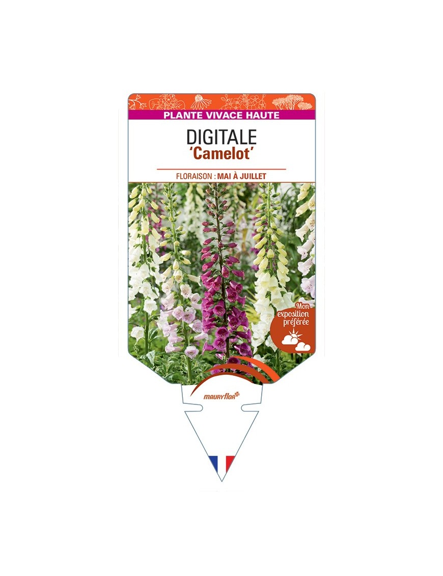 DIGITALIS (purpurea) Camelot