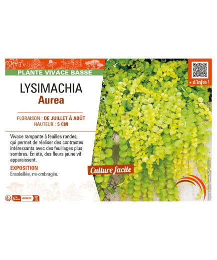 LYSIMACHIA AUREA