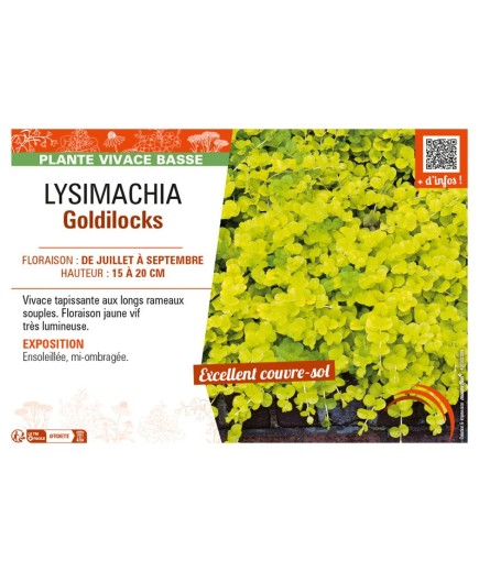 LYSIMACHIA GOLDILOCKS