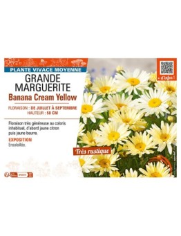 (GRANDE) MARGUERITE Banana Cream Yellow
