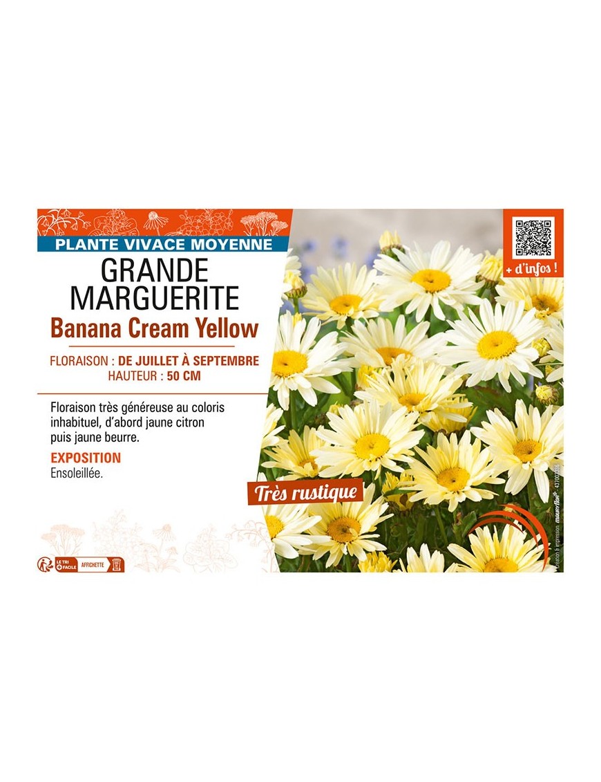 (GRANDE) MARGUERITE Banana Cream Yellow