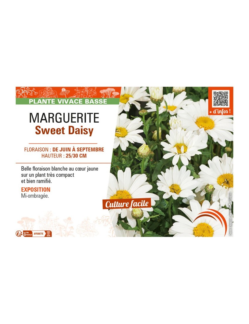 MARGUERITE SWEET DAISY