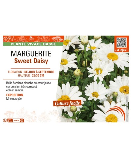 MARGUERITE SWEET DAISY