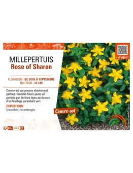 MILLEPERTUIS ROSE OF SHARON