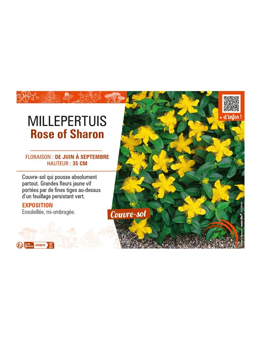 MILLEPERTUIS ROSE OF SHARON
