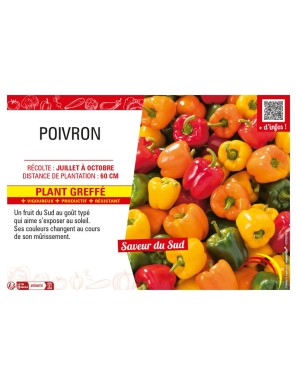 POIVRON plant greffé