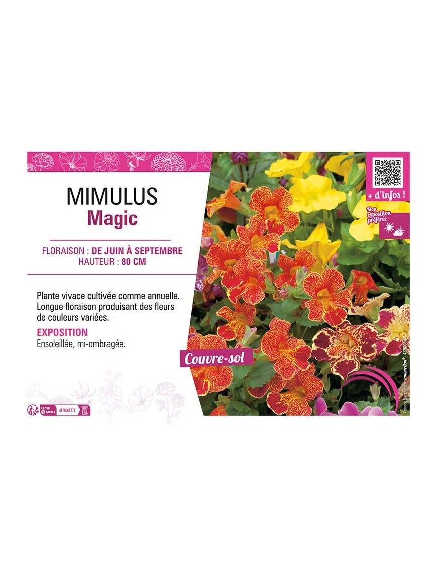 MIMULUS MAGIC