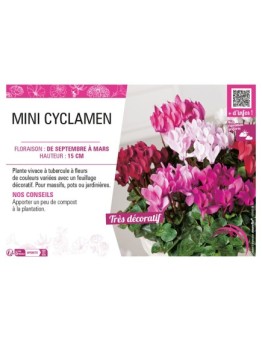 MINI CYCLAMEN