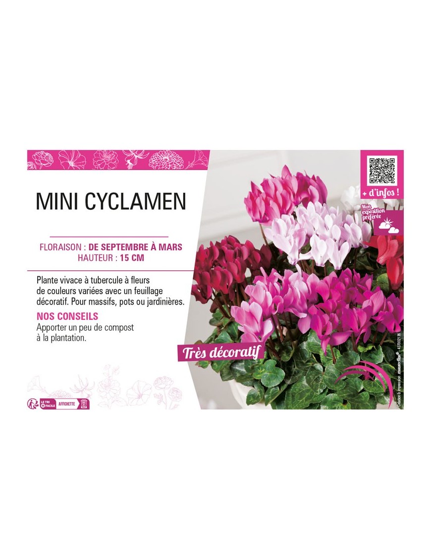 MINI CYCLAMEN