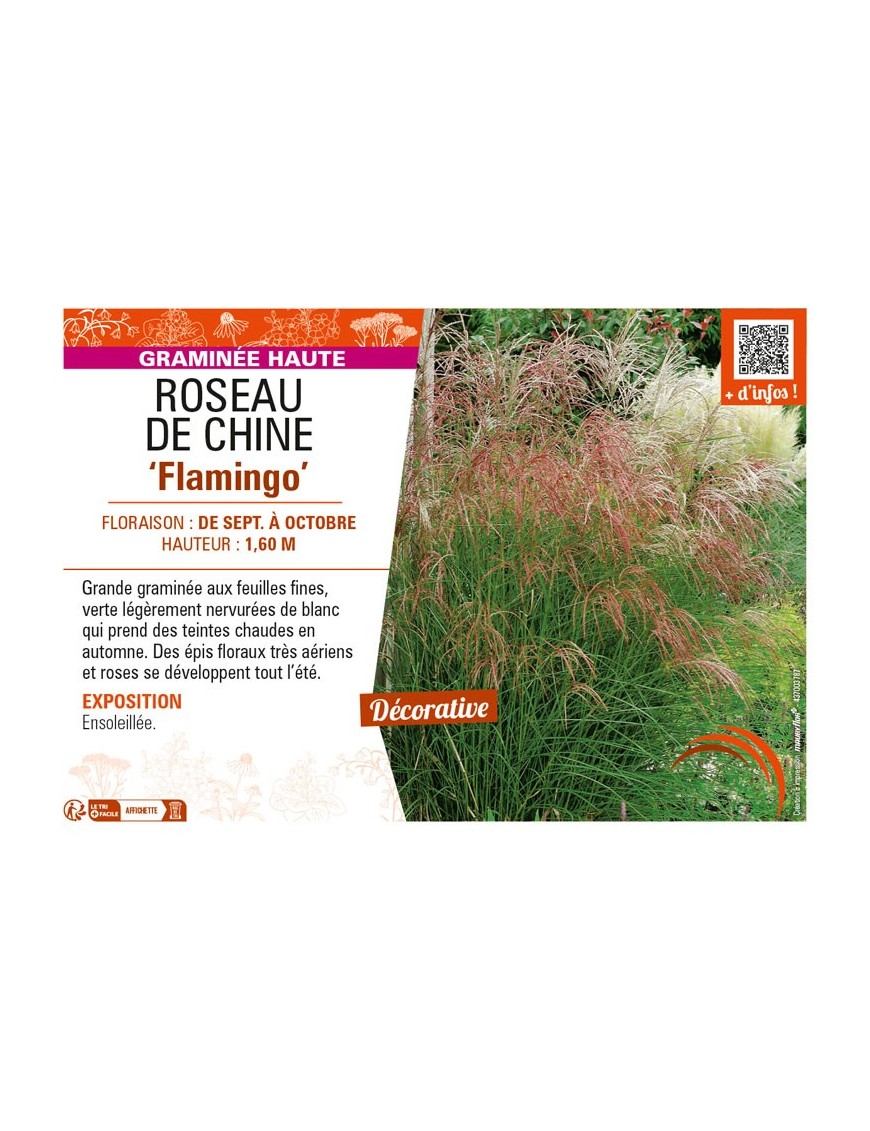 MISCANTHUS sinensis Flamingo voir ROSEAU DE CHINE