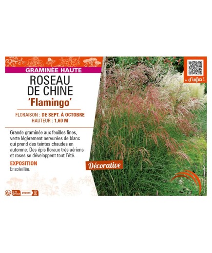 MISCANTHUS sinensis Flamingo voir ROSEAU DE CHINE