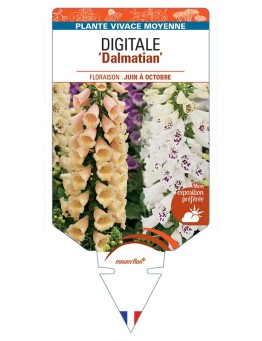 DIGITALIS (purpurea) Dalmatian