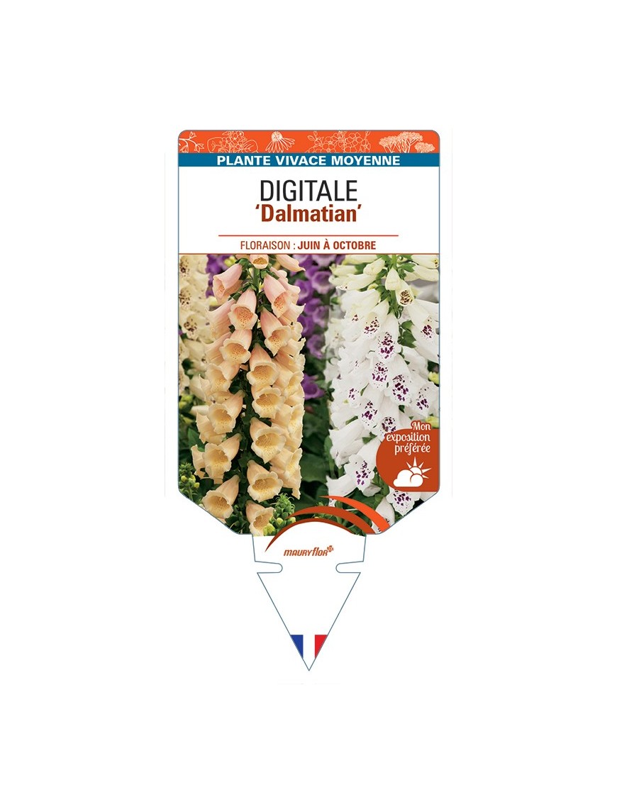 DIGITALIS (purpurea) Dalmatian