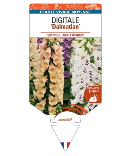 DIGITALIS (purpurea) Dalmatian