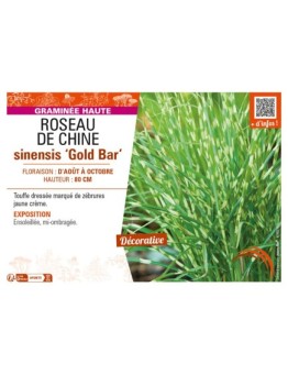 MISCANTHUS sinensis Gold Bar voir ROSEAU DE CHINE