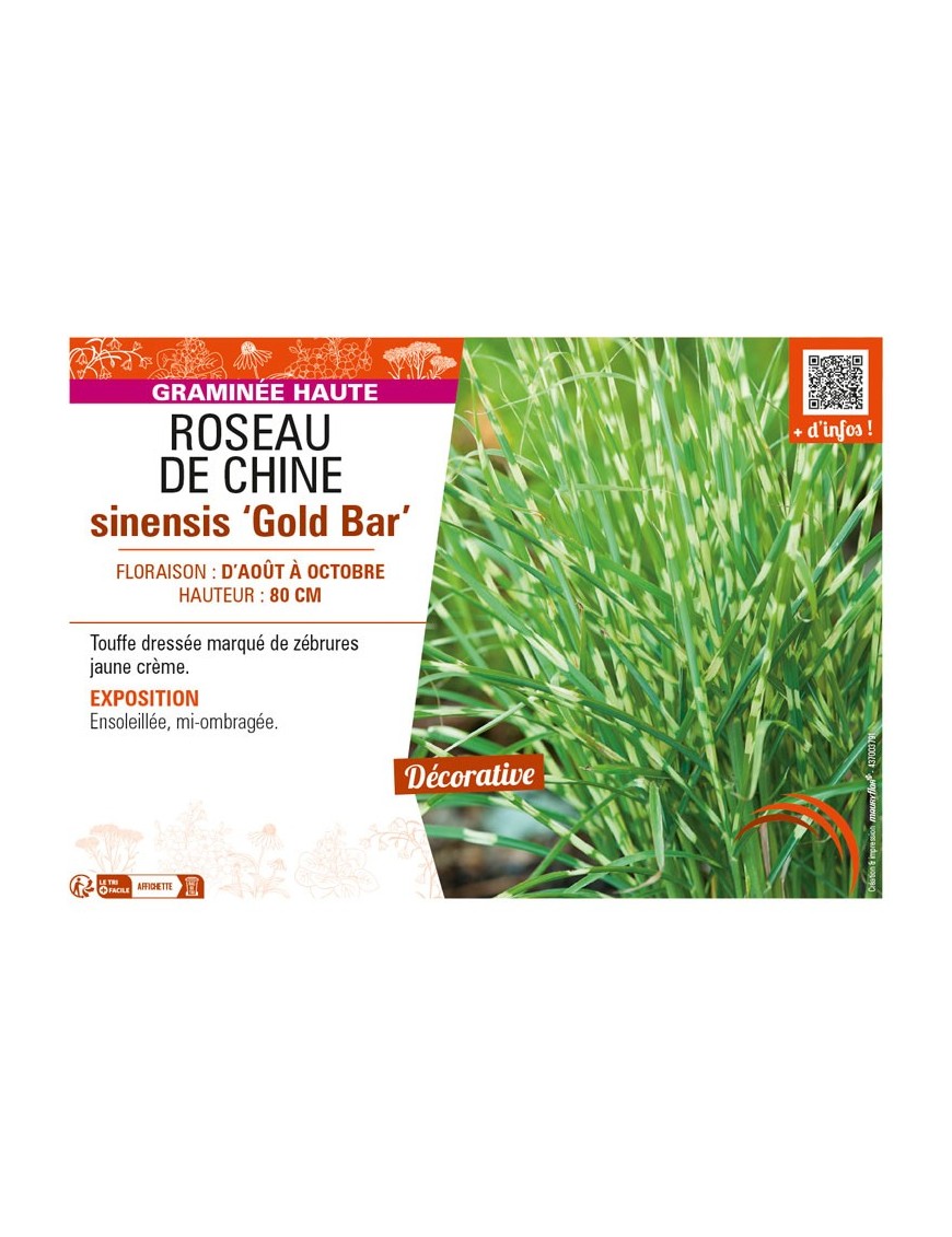 MISCANTHUS sinensis Gold Bar voir ROSEAU DE CHINE