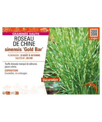 MISCANTHUS sinensis Gold Bar voir ROSEAU DE CHINE