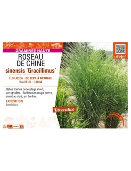MISCANTHUS sinensis Gracillimus voir ROSEAU DE CHINE