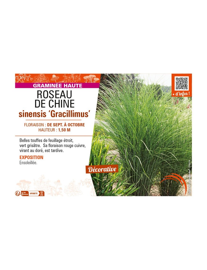 MISCANTHUS sinensis Gracillimus voir ROSEAU DE CHINE
