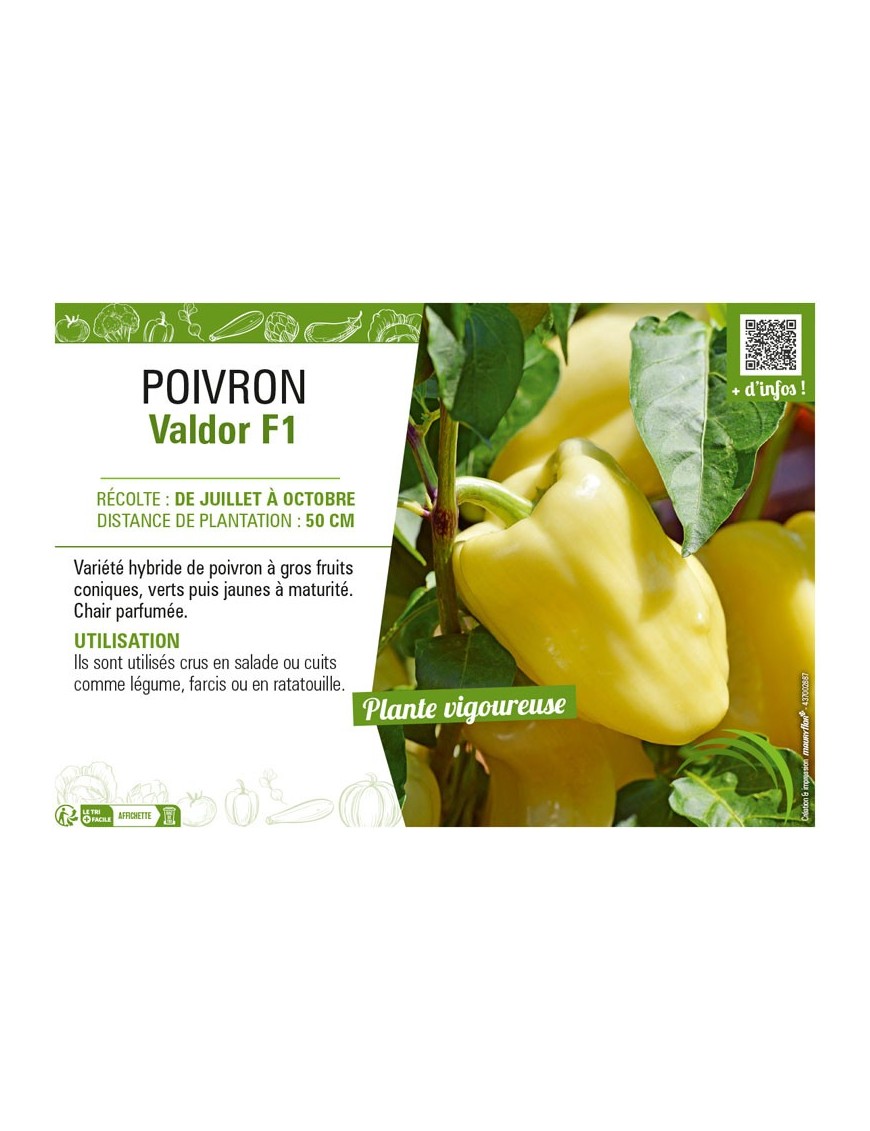 POIVRON VALDOR F1