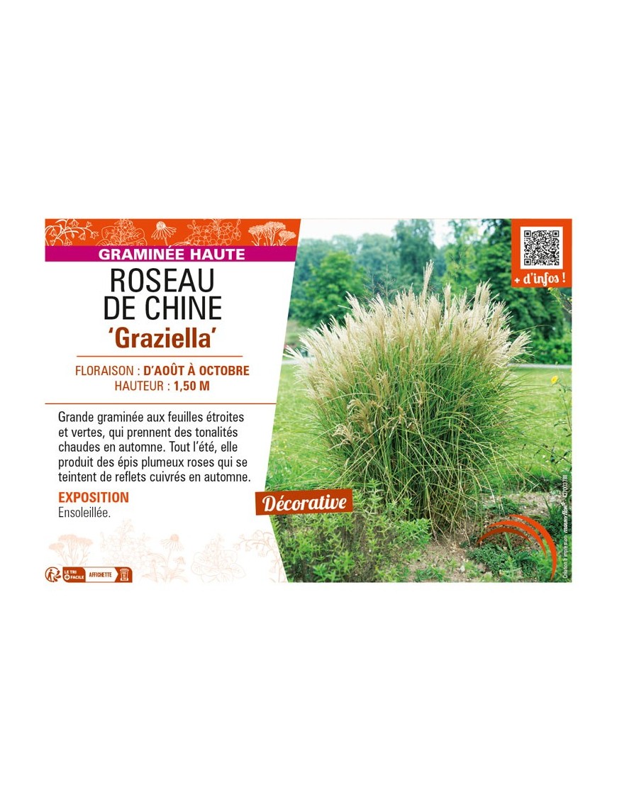 MISCANTHUS sinensis Graziella voir ROSEAU DE CHINE