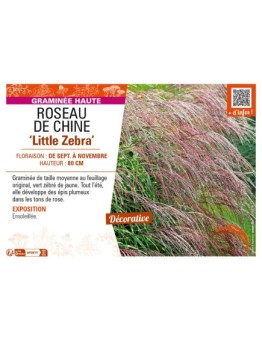 MISCANTHUS sinensis Little Zebra voir ROSEAU DE CHINE