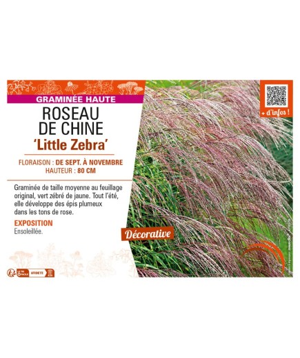 MISCANTHUS sinensis Little Zebra voir ROSEAU DE CHINE
