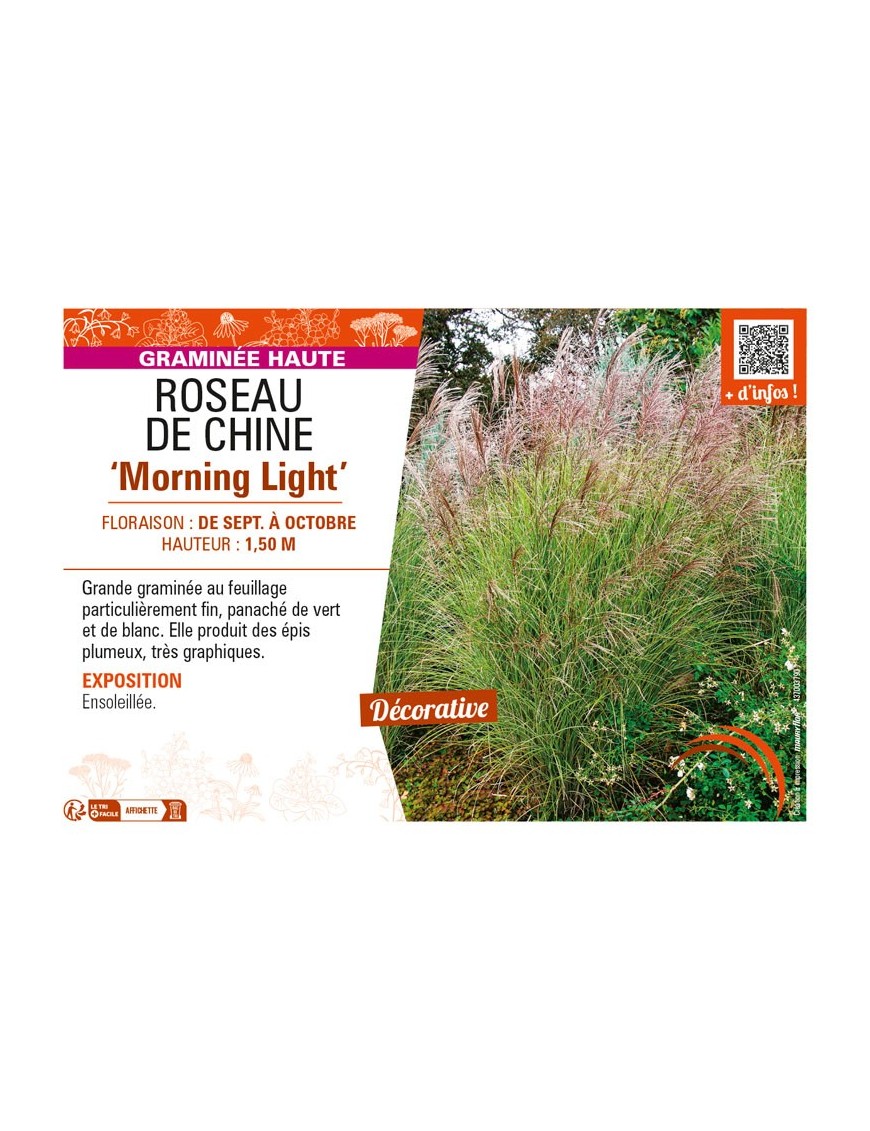 MISCANTHUS sinensis Morning Light voir ROSEAU DE CHINE