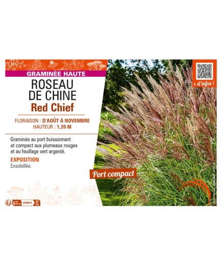 MISCANTHUS sinensis Red Chief voir ROSEAU DE CHINE