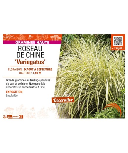 MISCANTHUS sinensis Variegatus voir ROSEAU DE CHINE