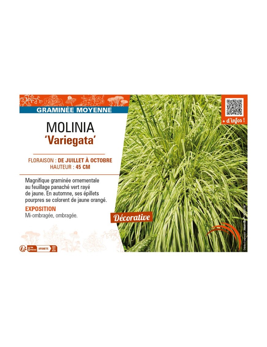 MOLINIA (caerulea) Variegata