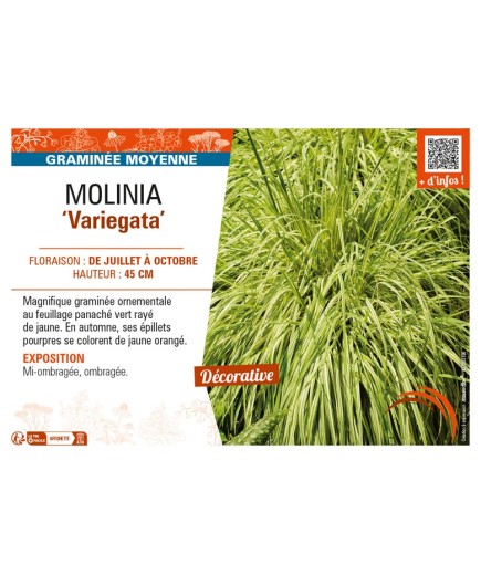 MOLINIA (caerulea) Variegata