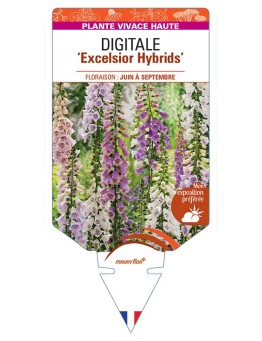 DIGITALIS (purpurea) Excelsior Hybrids