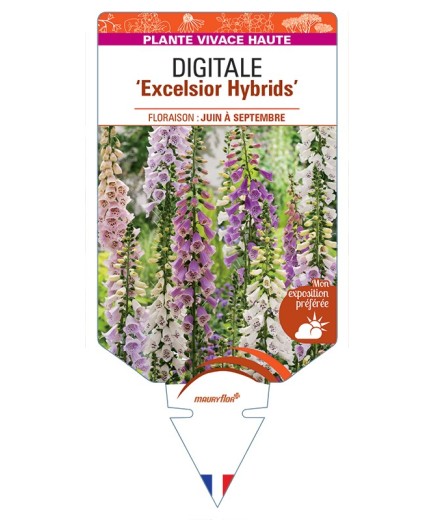 DIGITALIS (purpurea) Excelsior Hybrids