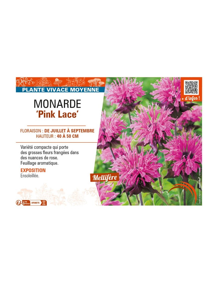 MONARDA (didyma) Pink Lace