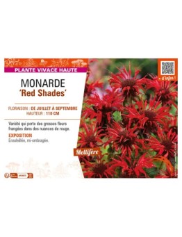 MONARDA (didyma) Red Shades