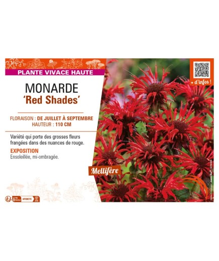 MONARDA (didyma) Red Shades
