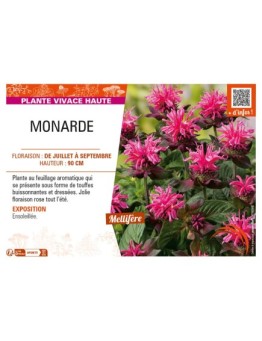 MONARDA (rose)