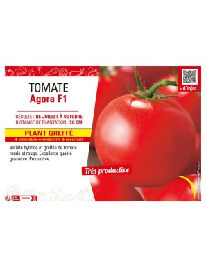 TOMATE AGORA F1 plant greffé
