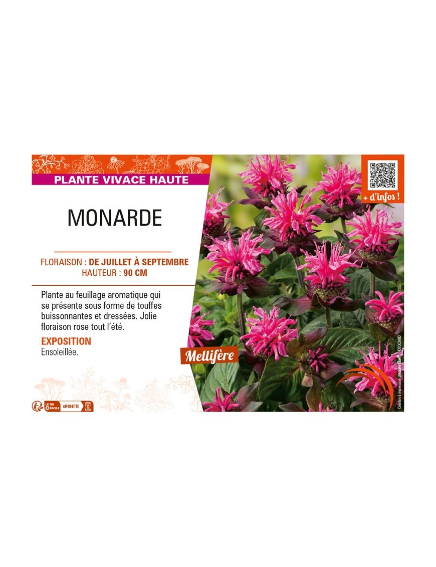 MONARDA (rose)