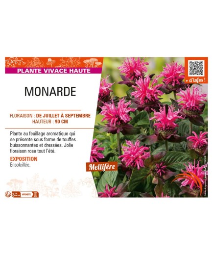 MONARDA (rose)